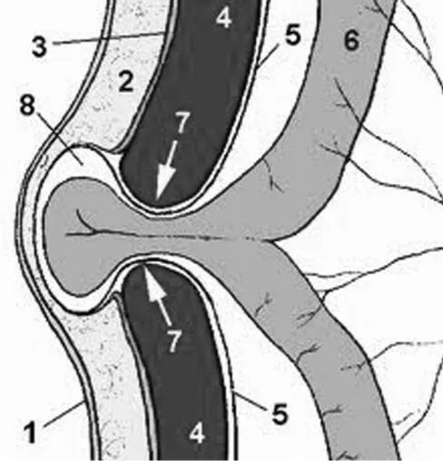 Пупочное кольцо анатомия строение. Пупочное кольцо анатомия у новорожденных. Пупок внутреннее строение. Пупковая грыжа послеоперационная. Строение пупка.