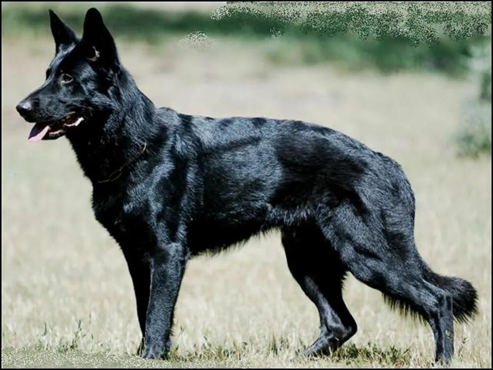 Немецкая овчарка черная короткошерстная. Шилонская овчарка Shiloh Shepherd. Старонемецкая овчарка черная. Австрийская овчарка черная. Как называется порода черной собаки