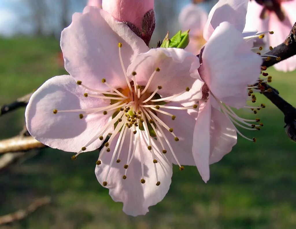 Apricot Blossom. Peach Blossom Hiway. Curio Peach Blossom.