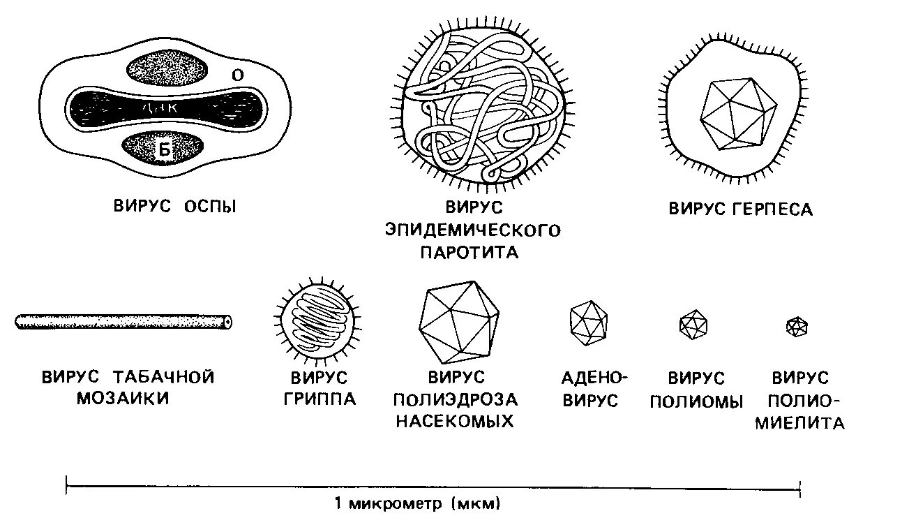 Размеры вирусов и бактерий. Вирусы как неклеточная форма жизни. Формы и размеры вирусов. Формы вирионов микробиология. Формы вирусов и бактерий.