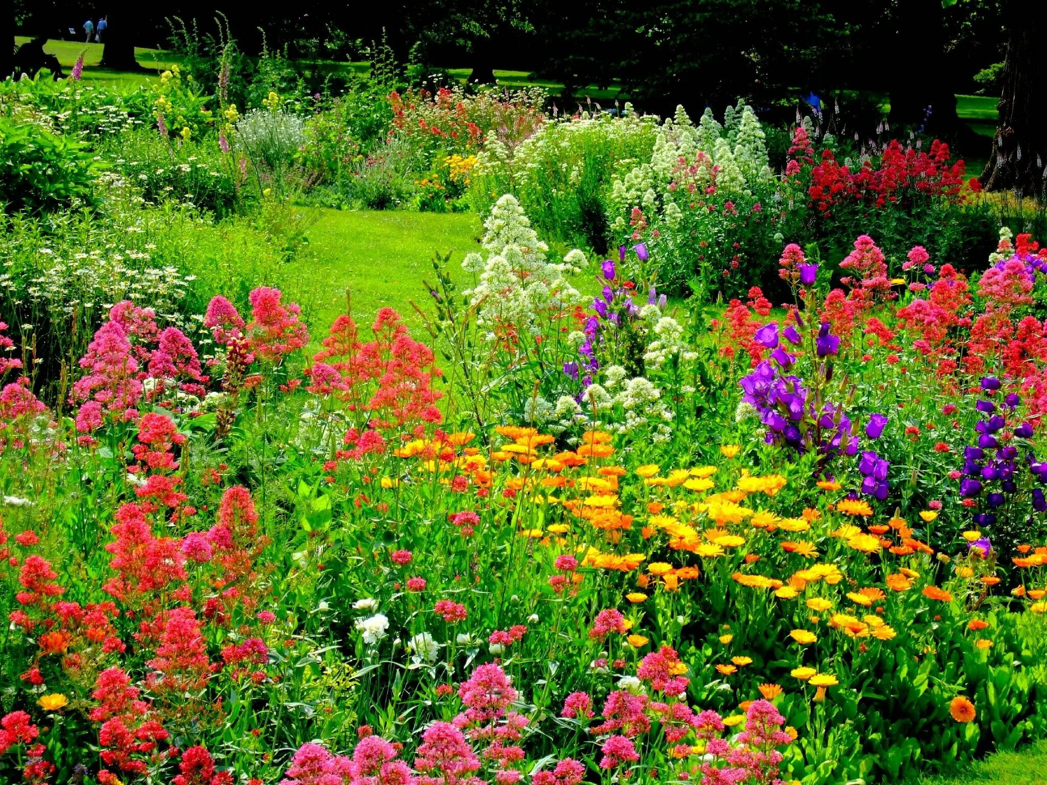 День садовых цветов. Цветы летние садовые. Летние цветы для клумбы. Яркие цветы в саду. Цветочки в саду.