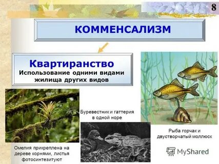 1 комменсализм