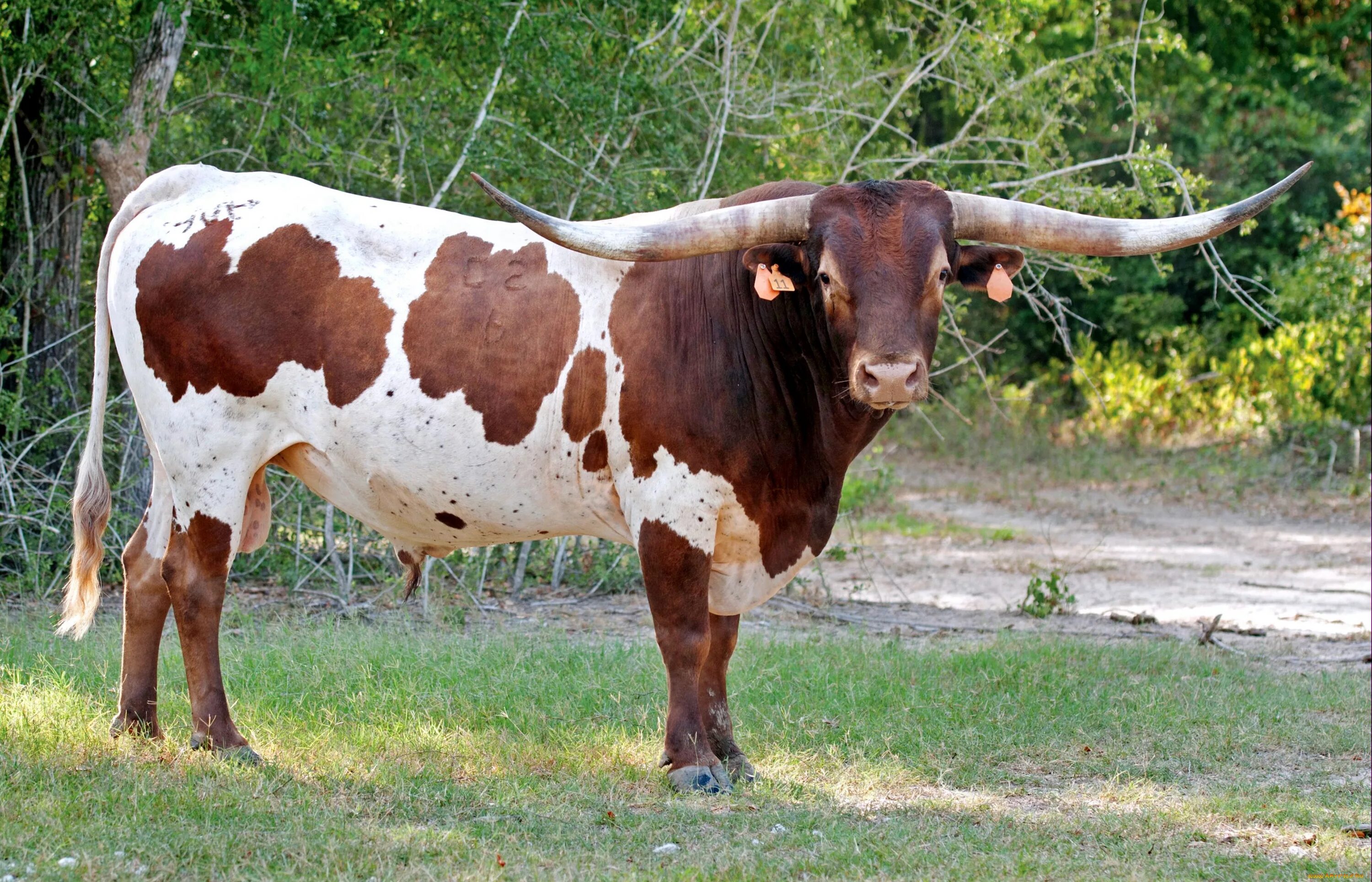 Бики н. Техасский лонгхорн. Техас Лонгхорнс бык. Парнокопытные быки. Айрширская порода.