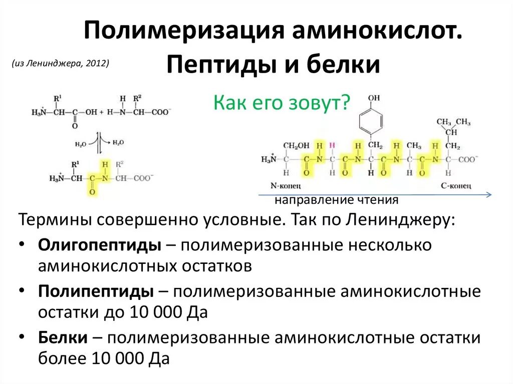 Расщепляет полипептиды. Аминокислоты пептиды белки. Пептиды полипептиды белки. Амины аминокислоты полипептиды. Пептиды полипептиды белки разница.