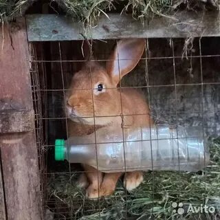 Авито ставропольский другие животные
