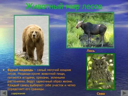 Растения лесных зон