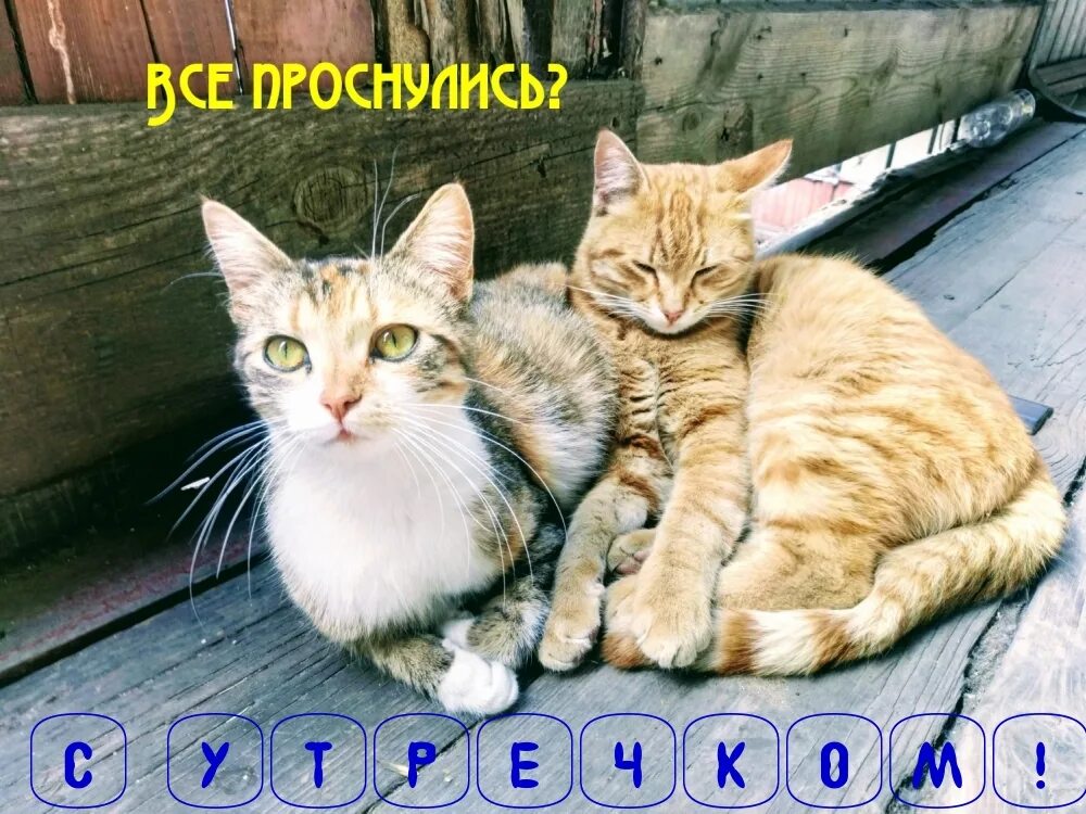 Картинки с котиками доброе утро с надписями. Доброе утро картинки с животными. Проснулись с добрым утром. Просыпайтесь доброе утро. Доброе утро котики.