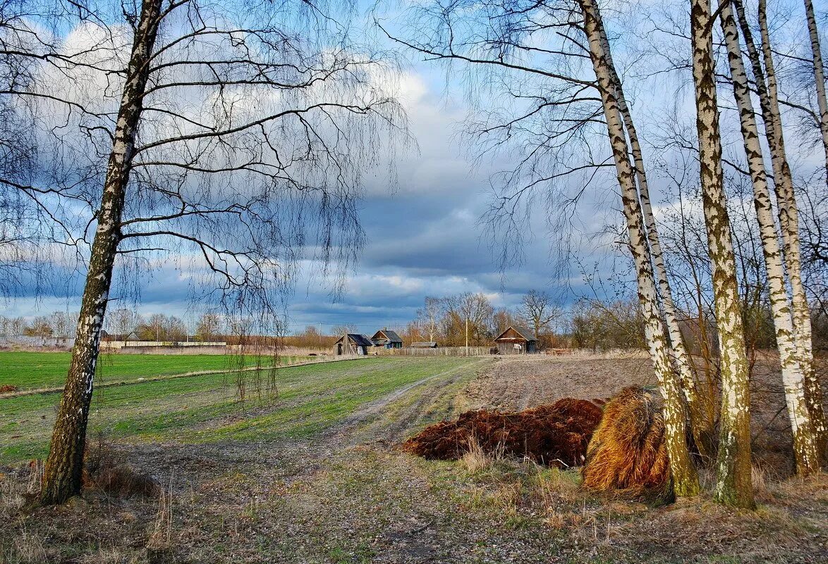 Родные просторы Пушгоры панорама. Пушгоры береза. Весенний пейзаж.