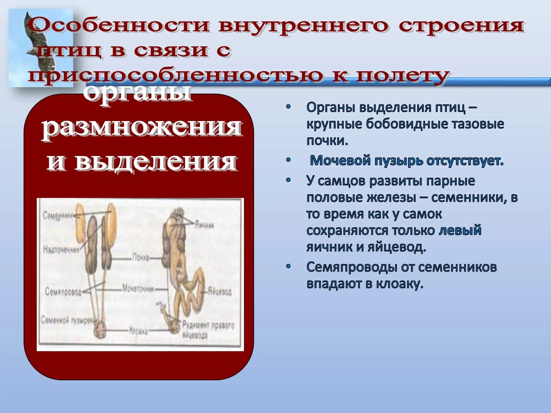 Охарактеризуйте особенности строения органов размножения птиц. Особенности строения птиц. Особенности внутреннего строения птиц. Органы выделения птиц. Особенности строения органов размножения птиц.