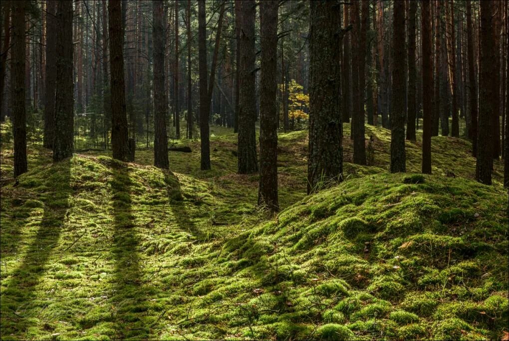 Кунашир замшелый лес. Лесной мох ,сфагнум в лесу. Кедровая падь мхи. Мшистый сосняк. Мох acrocarpous.