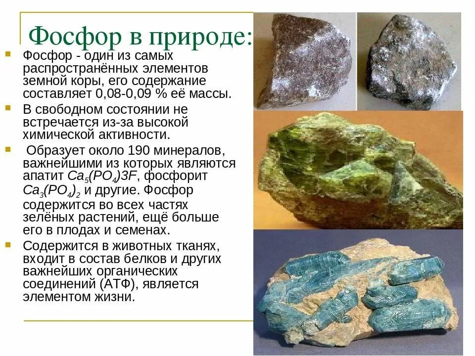 Функции фосфора в организме человека. Роль фосфора в организме человека. Биологическое значение фосфора. Фосфор находится. Фосфор в человеческом организме.