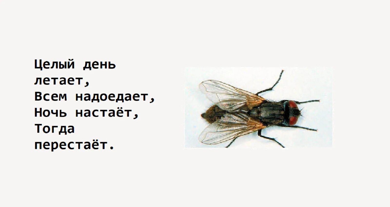 Детям про муху. Загадка о мухе. Загадка про муху. Загадка про муху для детей. Муха карточки.