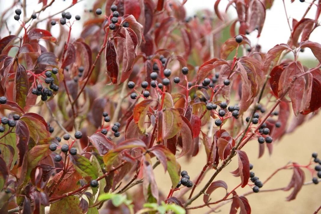 Дерен красный купить. Дерен Cornus sanguinea. Дерен кроваво-красный, Свидина. Дерен кроваво-красный (Cornus sanguinea). Дёрен кроваво-красный (Свидина кроваво-красная,кизил кроваво-красный).