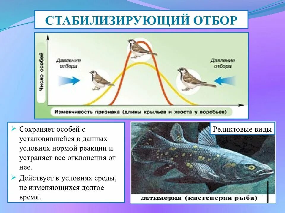 Сохраняет особей с полезными для них признаками. Стабилизирующая форма естественного отбора. Латимерия стабилизирующий отбор. Пример действия стабилизирующей формы естественного отбора. Естественный отбор примеры стабилизирующего отбора.