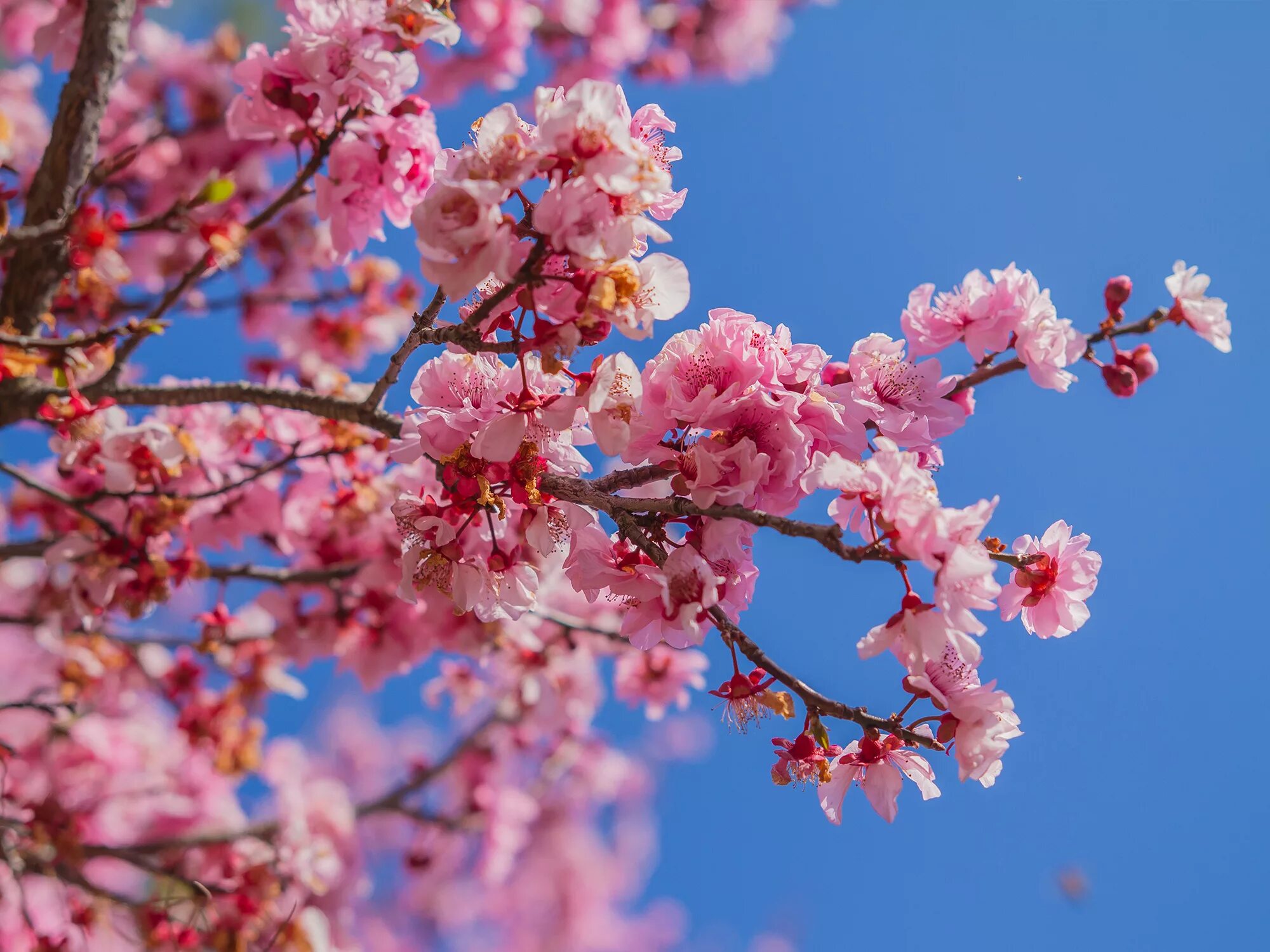 Cherry blossom отзывы. Черри блоссом. Сакура черри блоссом. Черри блоссом дерево деревья. Сакура черри блоссом дерево.