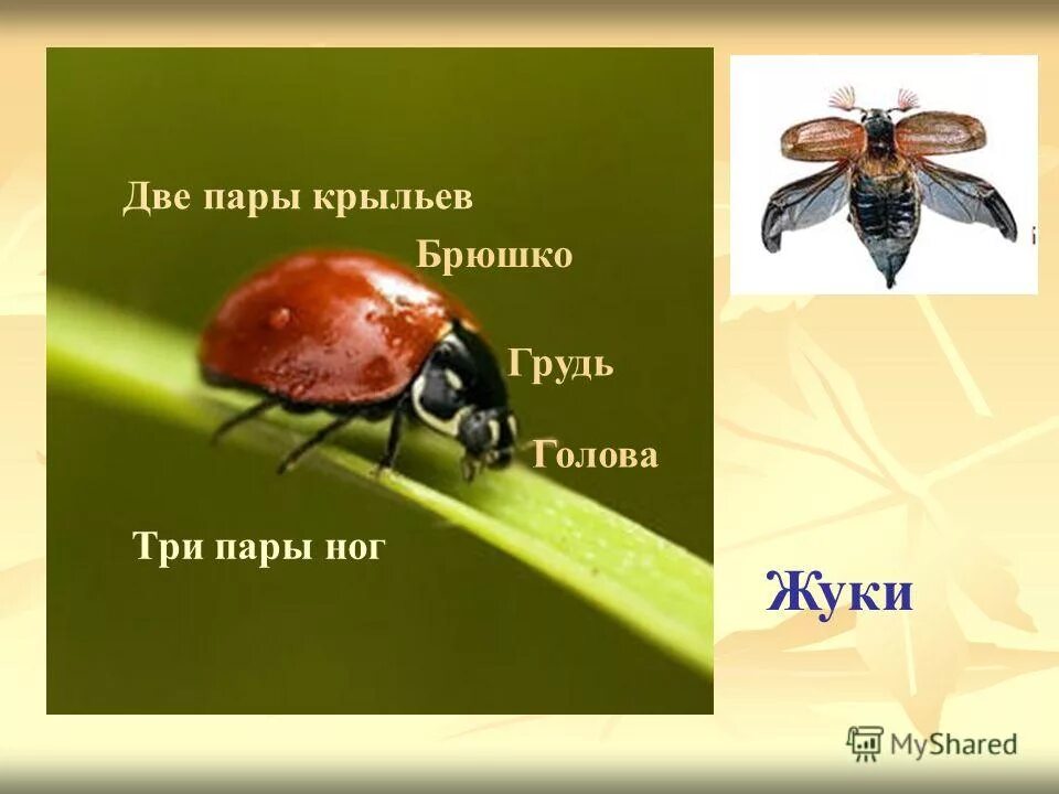 строение крыльев чешуекрылых насекомых. сколько пар крыльев. строение крыльев насекомых. насекомые с 1 парой крыльев. сколько пар крыльев.