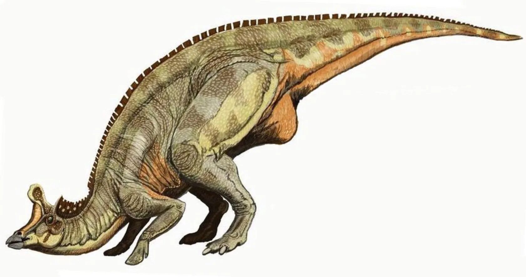 Динозавры 8 букв. Ламбеозавр динозавр. Ламбеозавр гадрозавриды. Гадрозавры Ламбеозавр. Ламбеозавр и Коритозавр.