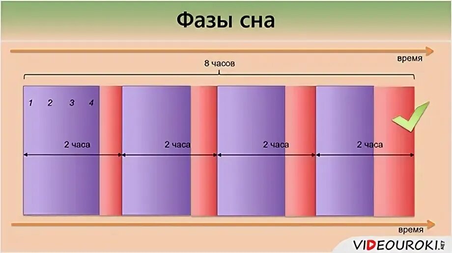 Биологические ритмы сон и его значение