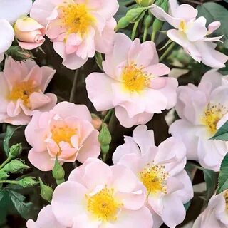 Open rose