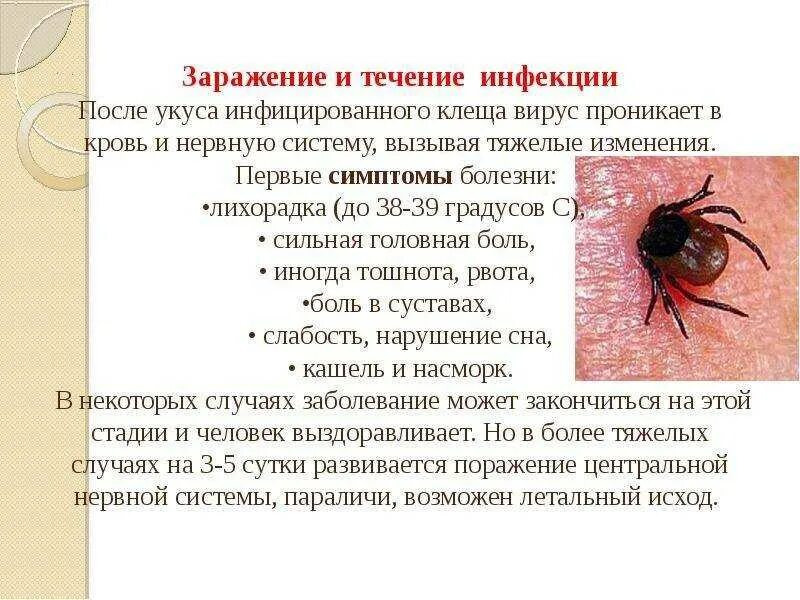 Может ли быть температура от клеща