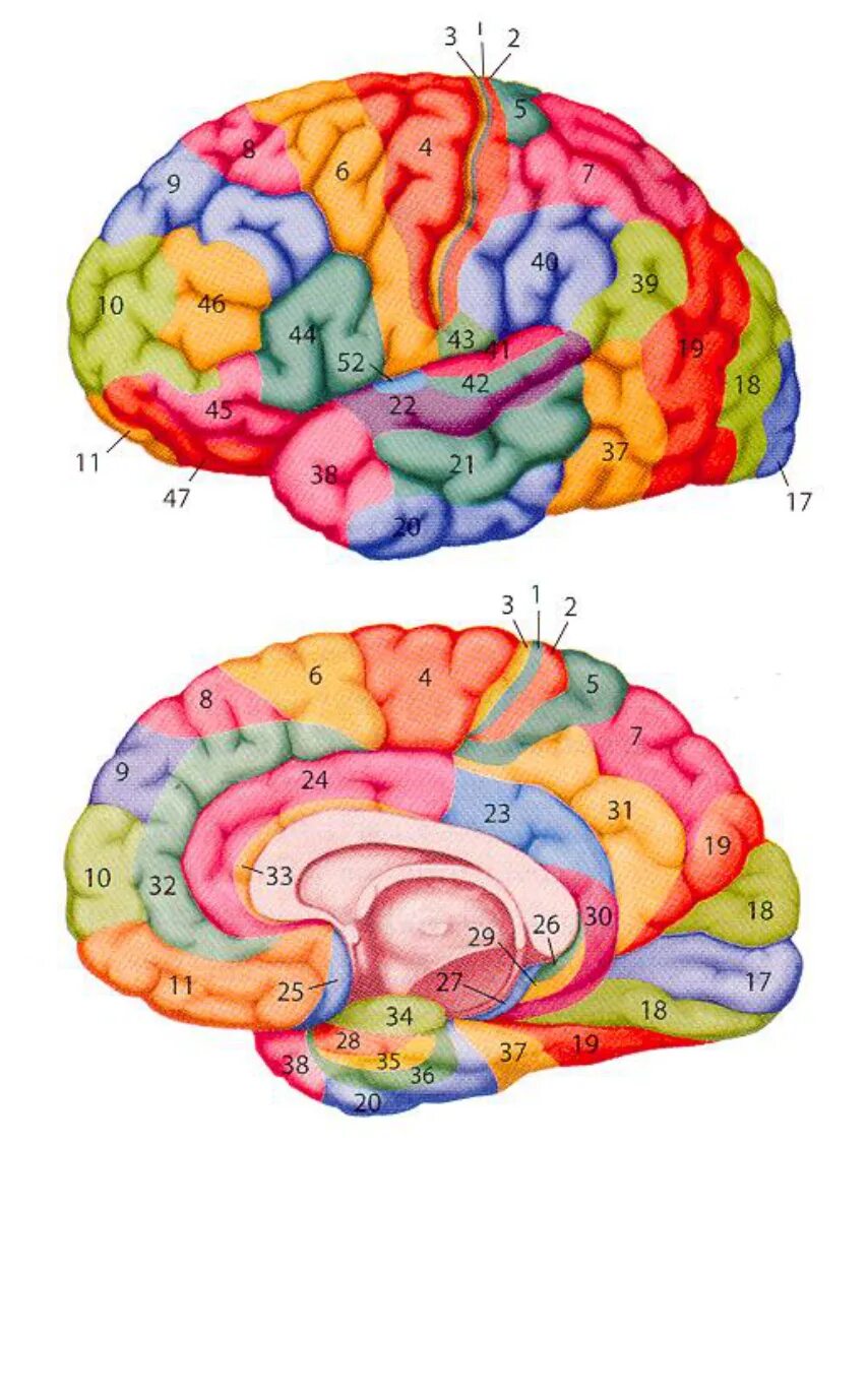 Поля коры головного мозга по Бродману. Карта полей коры больших полушарий по Бродману. Зоны Бродмана. Brain карта
