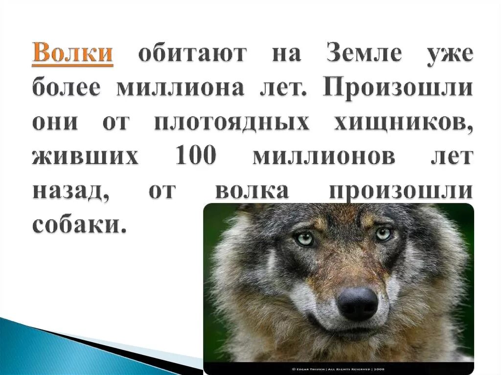 Презентация на тему волк. Факты о волках. Волк для презентации. Доклад про волка.