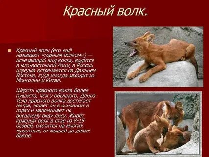 Доклад про красного волка из красной книги
