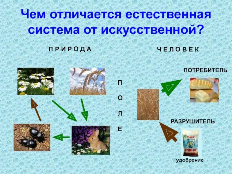 Естественные системы. Что такое естественная система природы. Чем отличается искусственная и естественная маскировка.