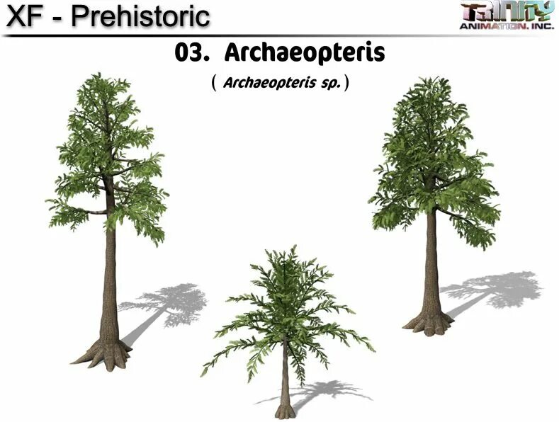 Археоптерис. Папоротник археоптерис. Археоптерис дерево Эра. Археоптерис растение Эра и период. Археоптерис строение.