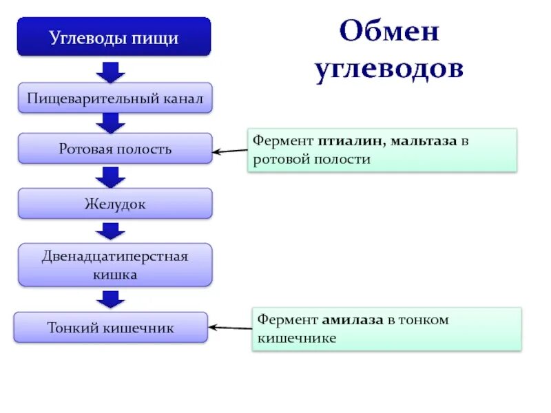 Ферментативное расщепление поступающих с пищей белков. Обмен углеводов схема 8 класс. Схема расщепления углеводов. Углеводы иасщепляются н. Схема расщепления углеводов в организме человека.