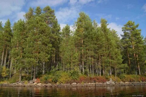 Карелия какие деревья