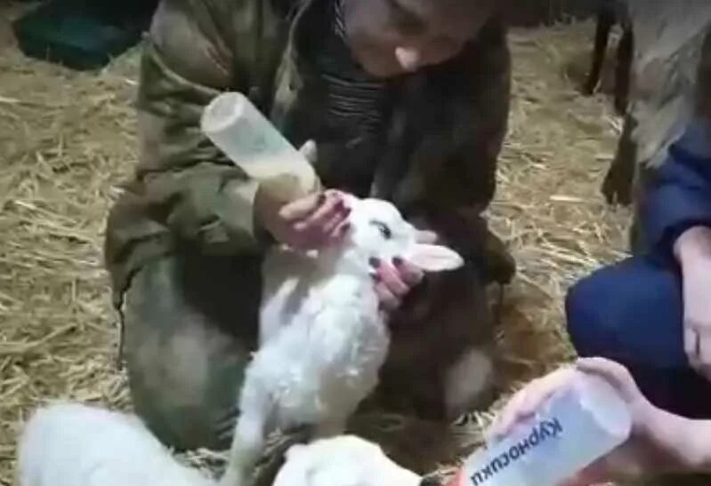 Ягненок пьет молоко из бутылки. Как выкормить ягненка. Ягненок пьет из бутылочки. Как выкормить ягненка. Искусственно выращенный ягненок.