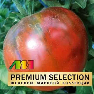 Томат ручей собаки