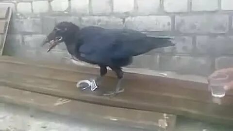 Ворона видео прикол