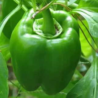 Dream peppers