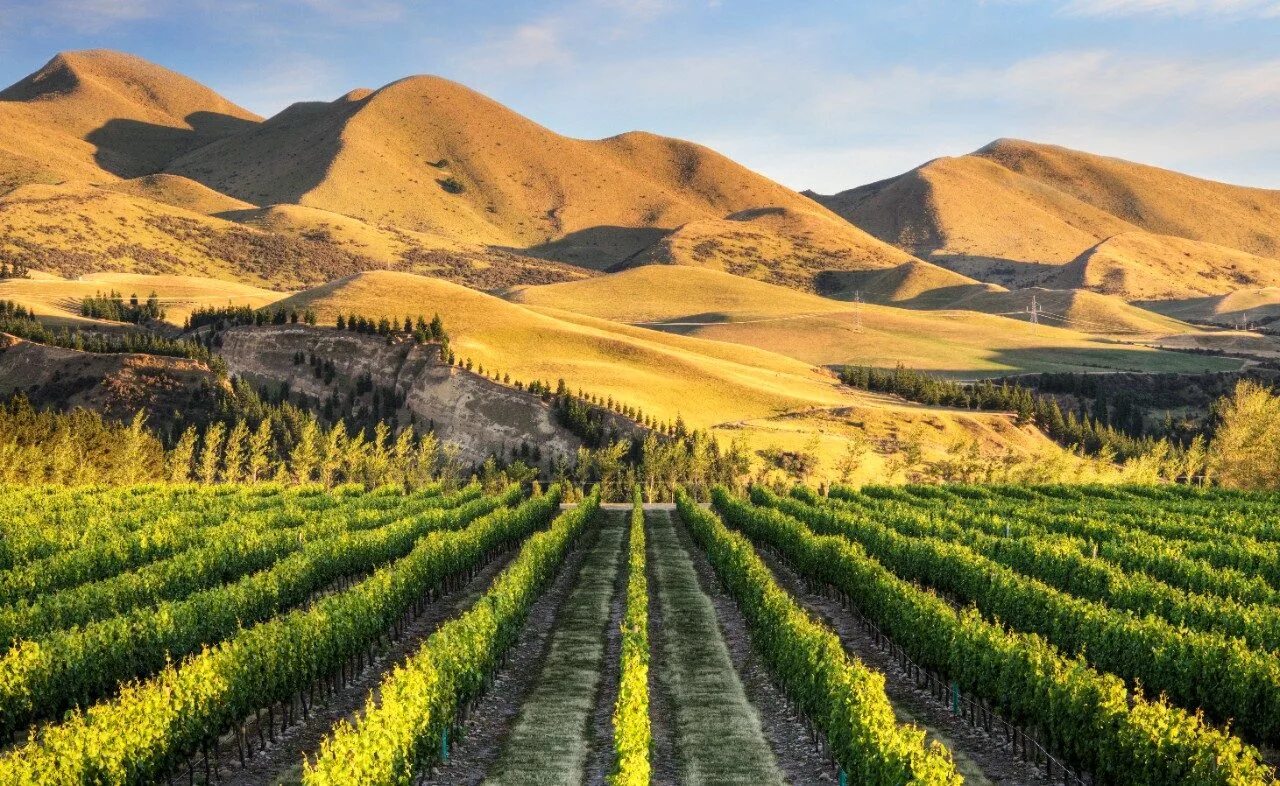 Промышленность новой зеландии. Новая Зеландия виноградники. Винодельня новая Зеландия. Новая Зеландия виноградники фото. Виноградники Австралии Shiraz.