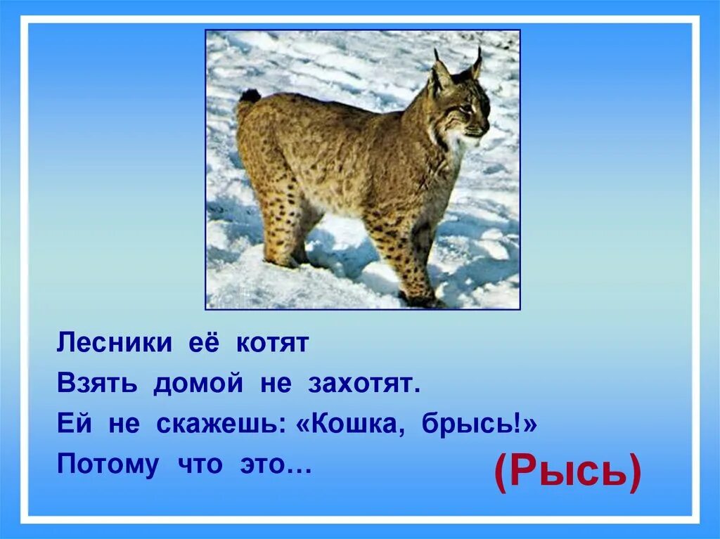 Загадка про Рысь. Загадка про Рысь для детей. Загадка про Рыся. Стихотворение про Рыся. Рысь вопрос