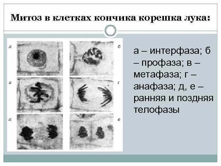 Изучение фаз митоза на фиксированном препарате метод