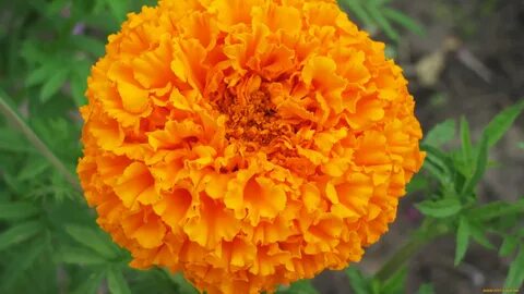 природа оранжевые цветы Бархатцы онлайн. природа оранжевые цветы Бархатцы б...
