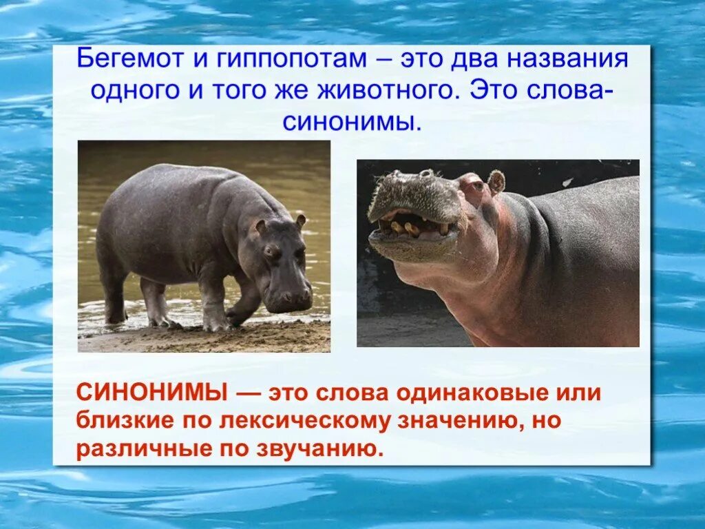 синонимы конспект. гиппопотам синоним. многозначность и омонимия. синоним к слову слово. классификация вопросов вопрос это.