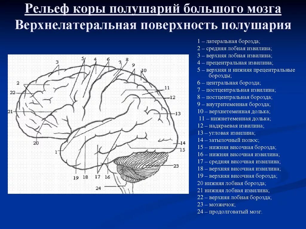 Извилины мозга центры. Верхнелатеральная поверхность головного мозга. Борозды ВЕРХНЕЛАТЕРАЛЬНОЙ поверхности мозга. Борозды и извилины ВЕРХНЕЛАТЕРАЛЬНОЙ поверхности полушария. Конечный мозг доли борозды извилины.