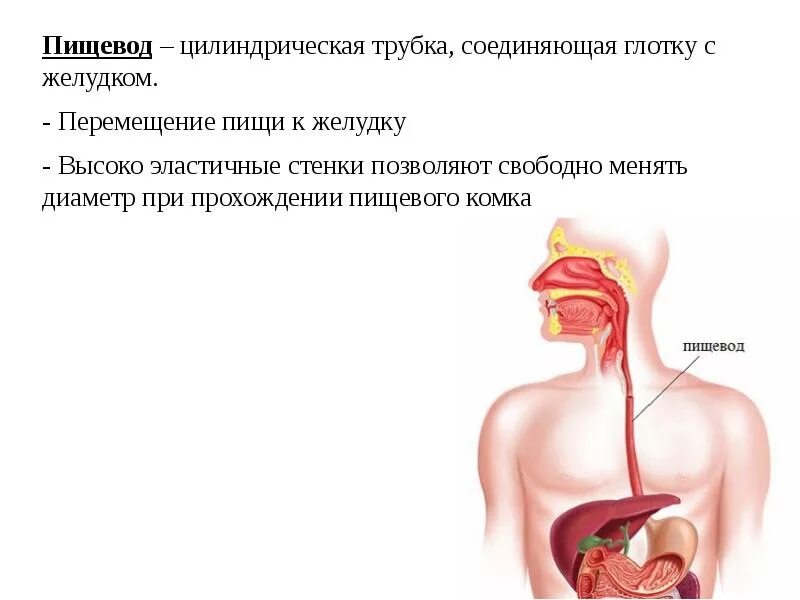 Пищевод пища время