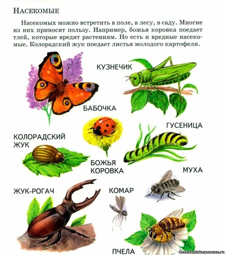Ознакомление с окружающим миром тема насекомые. Насекомые задания для детей. Насекомые для дошкольников. Тема насекомые для дошкольников. Задания по окружающему миру насекомые.