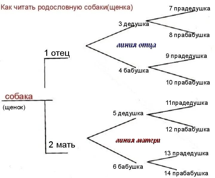 Как получить щенку родословную. Анализ родословной собаки. как читать родословную собаки. схема родословной собак. пример родословной собаки.