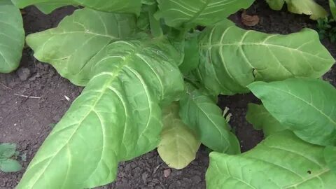 Tobacco reviews