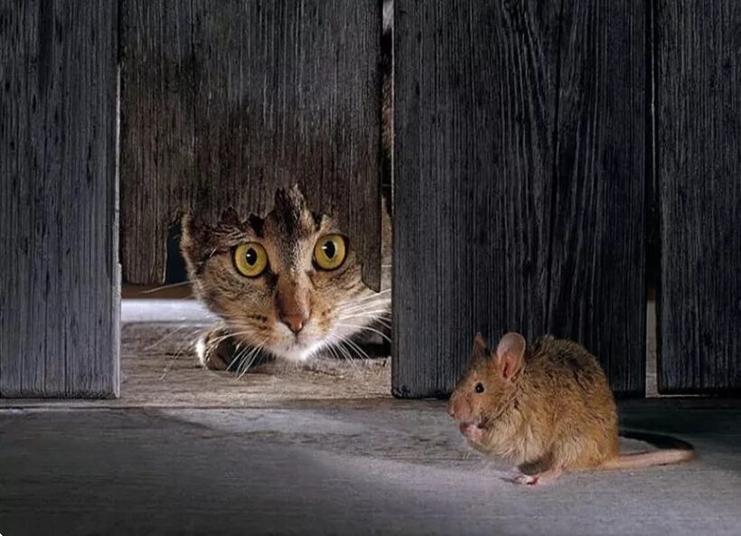 Кошка ловит мышь в амбаре. Кошки-мышки. Кошка с мышью. Кошки-мышки. Кот гонится за мышью.