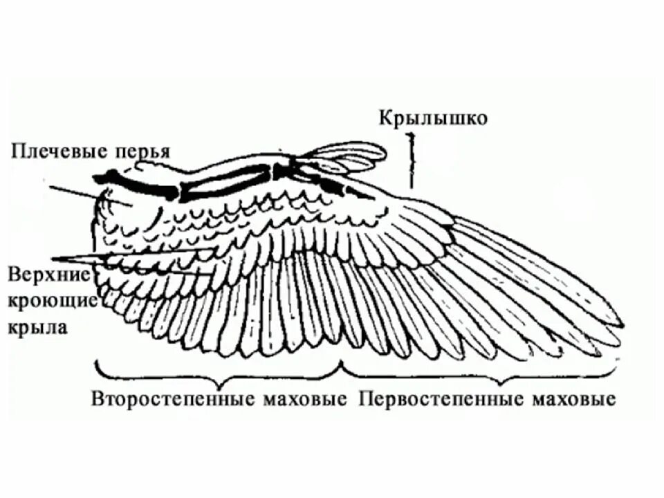 Расположение контурного пера на теле птицы. Внешнее строение птиц строение крыльев. Внешнее строение крыла голубя. Крыло голубя строение. Гусеобразные строение крыльев.