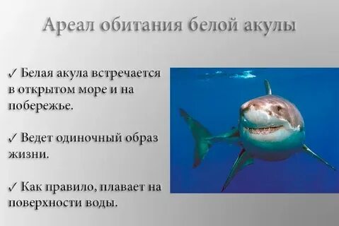 Акула какая среда обитания