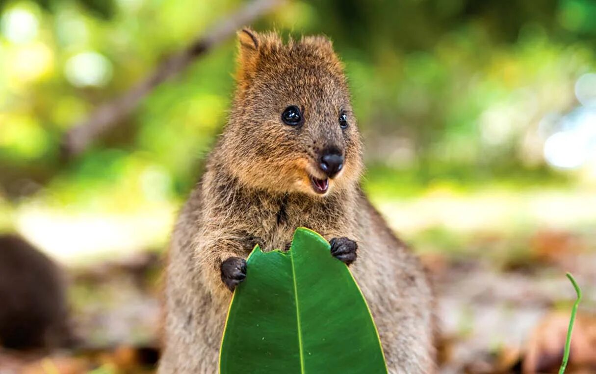 Квокка хана. Кенгуру Квокка. Квокка эндемики Австралии. Квокка (короткохвостый кенгуру). Квокка сумчатый зверь.