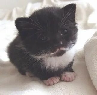 Самое маленькое кошачье
